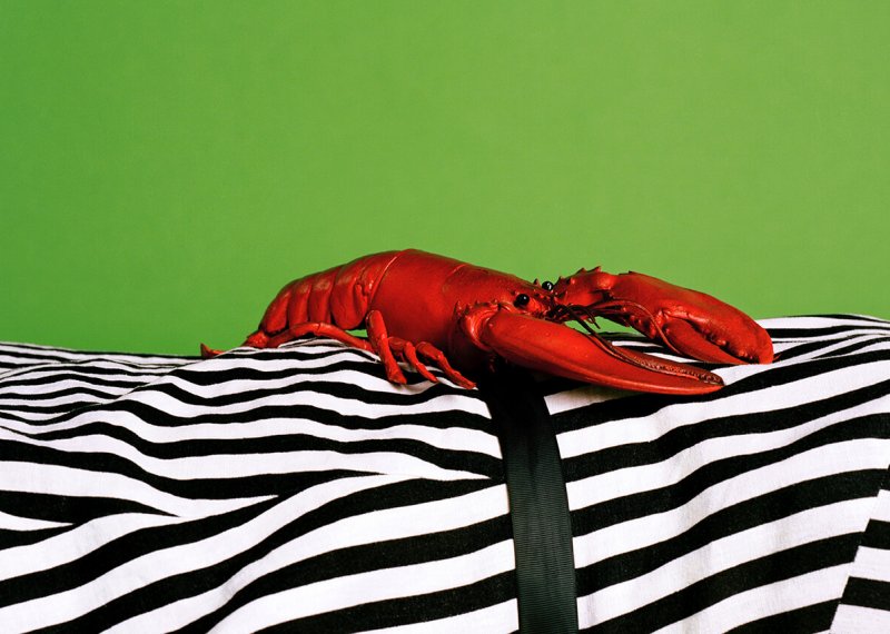 Black and white striped fabric with red lobster on top against green background