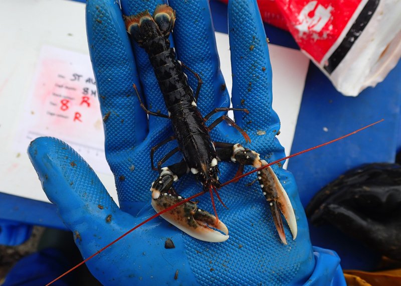 Hand with blue rubber glove on holding a baby lobster.