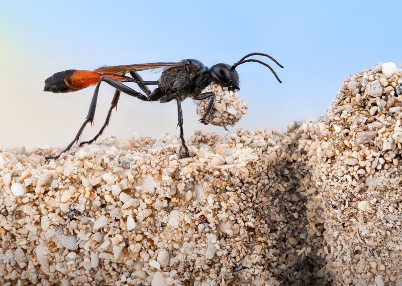 A female red banded sand wasp clutching grains of sand