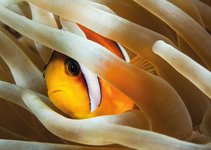 Photograph of clown fish