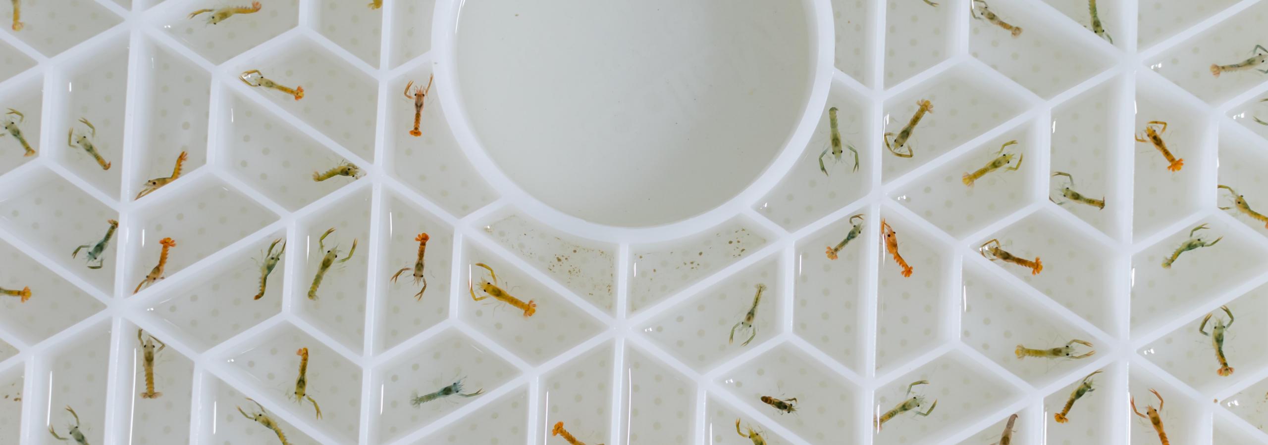 Juvenile lobsters in a white growing tray