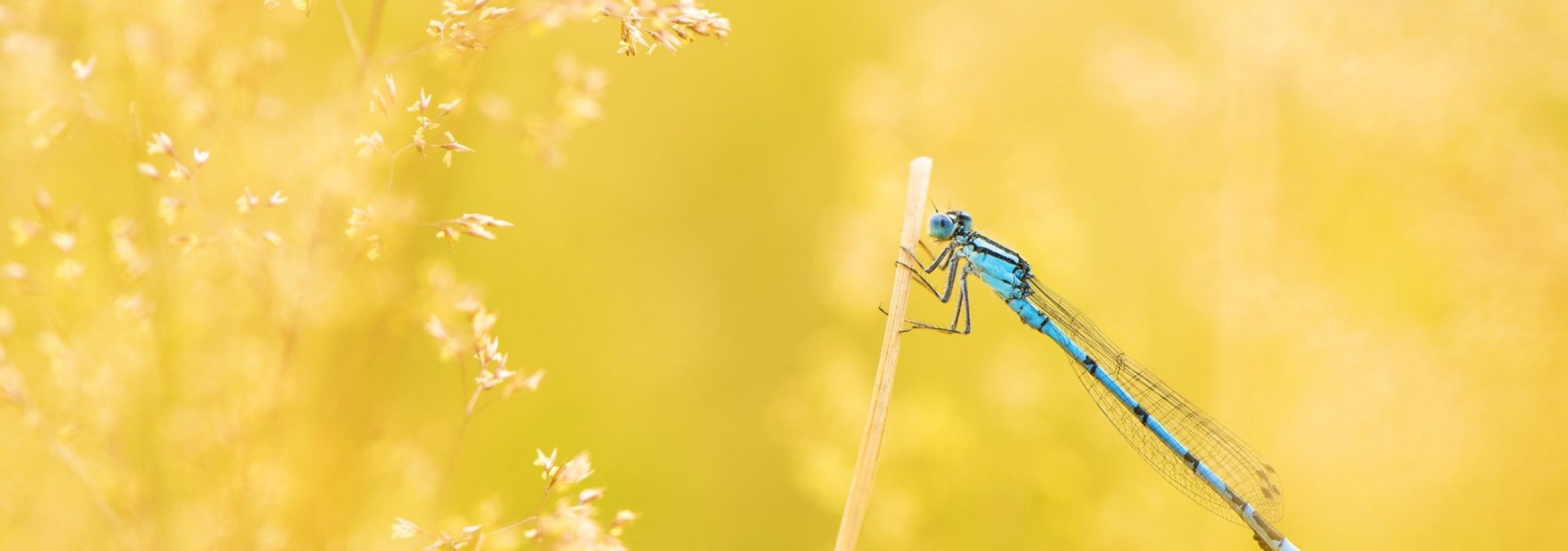 A blue dragonfly perches amongst yellow crops