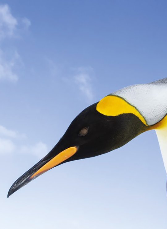 Penguin against a blue sky by James Welch