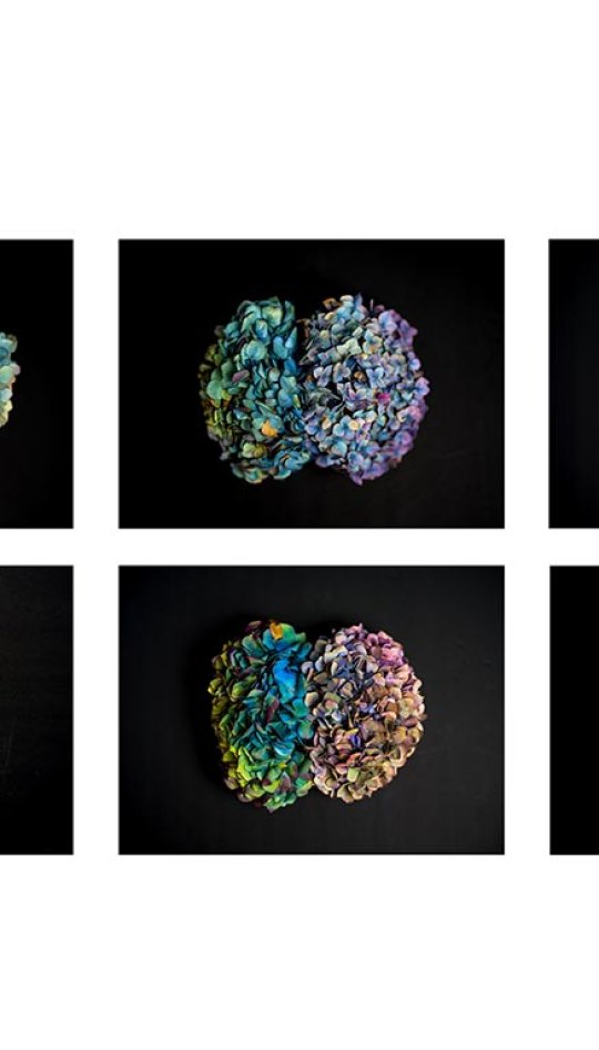 Six images of a hydrangea flower on a black background
