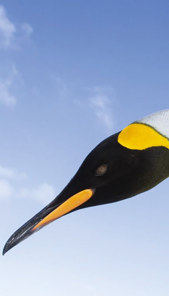 Penguin against a blue sky by James Welch