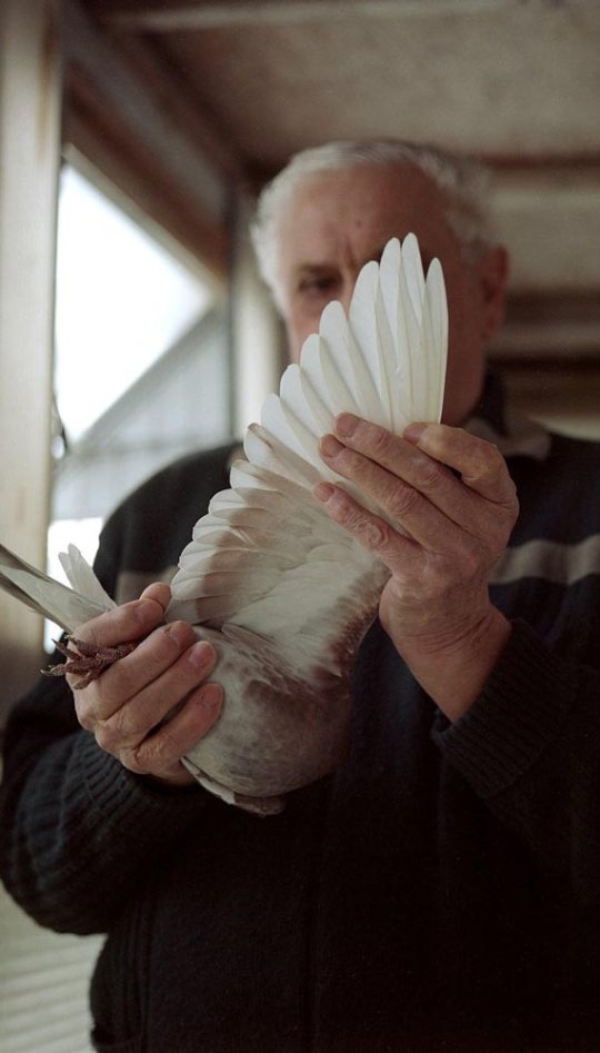 Photograph of a man holding a white pigeon