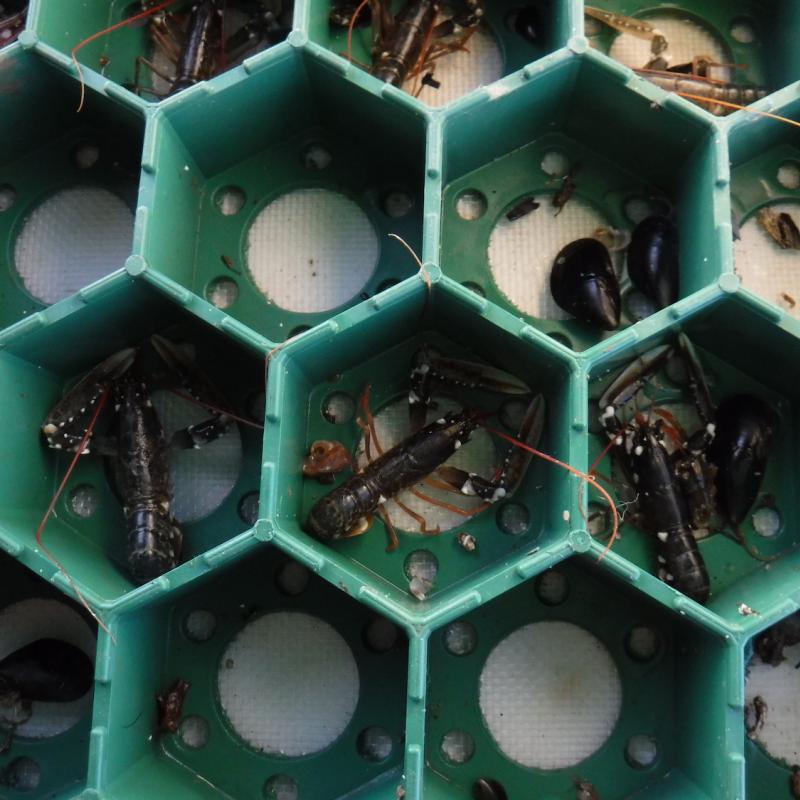 One year old lobsters in a green tray