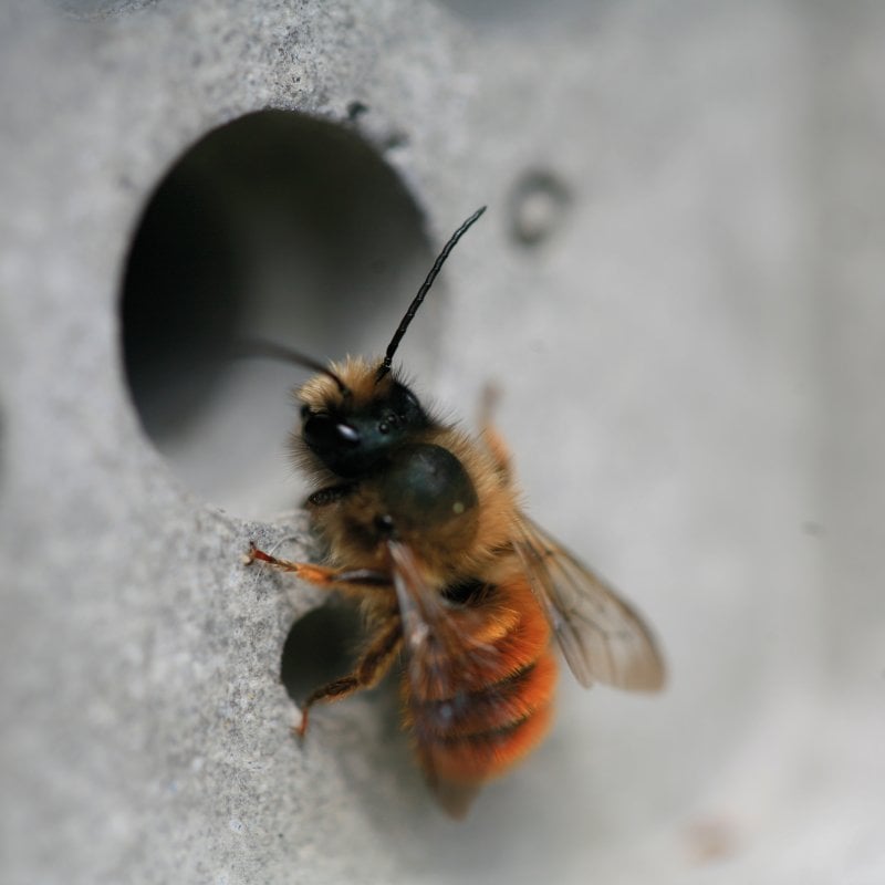 red mason bee on bee brick