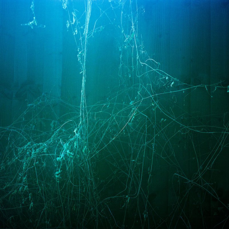 Blue and green image of brambles