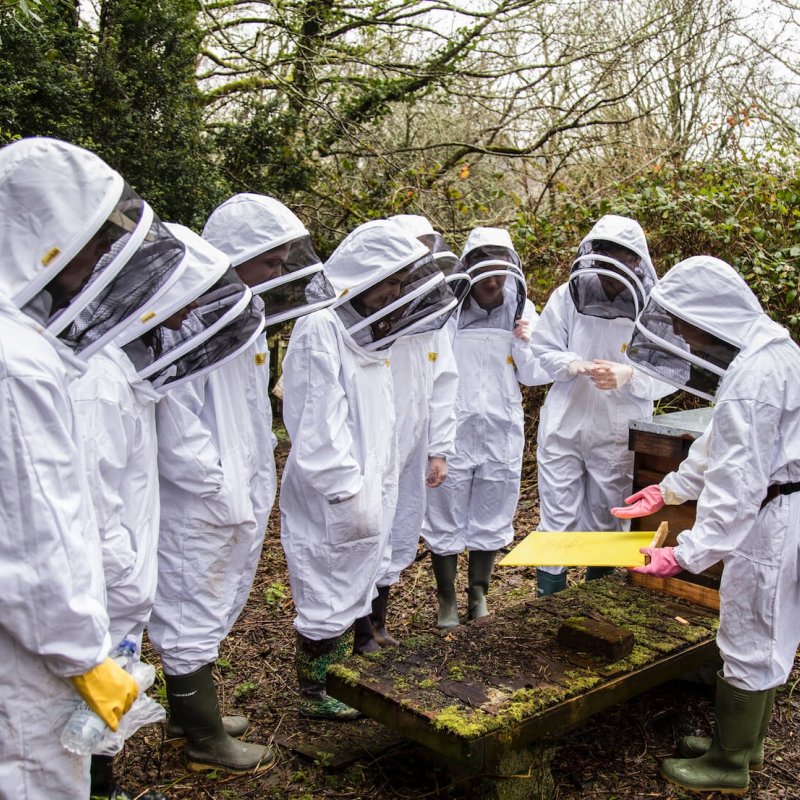 Falmouth University Bee Society wearing bee suits
