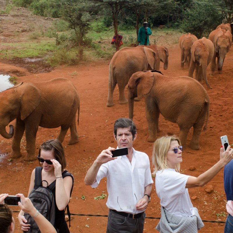 A herd of elephants, group of tourists in front of them taking selfies.