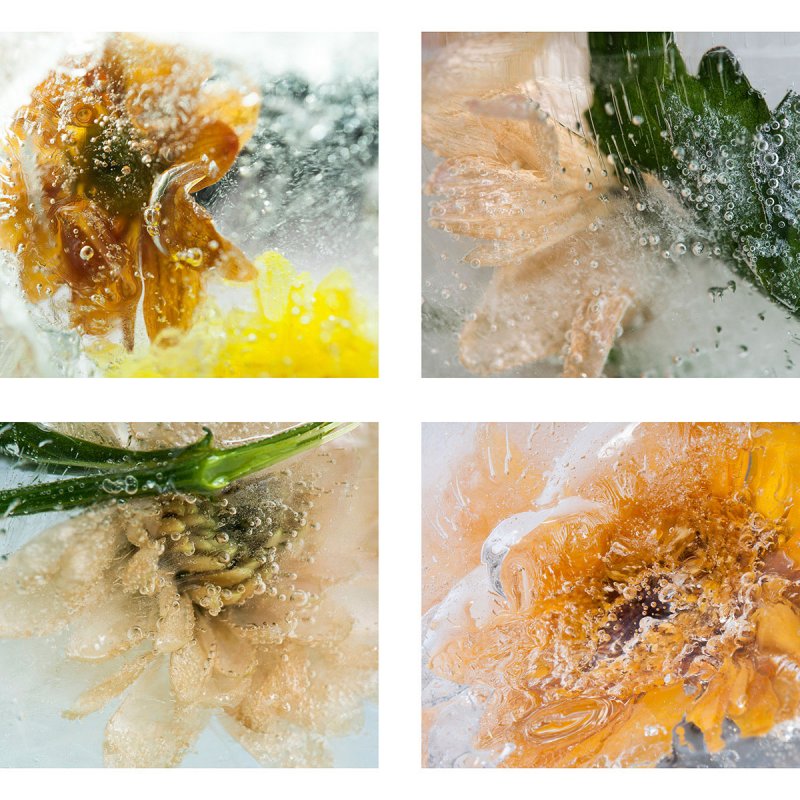 Close up images of flowers frozen in ice.