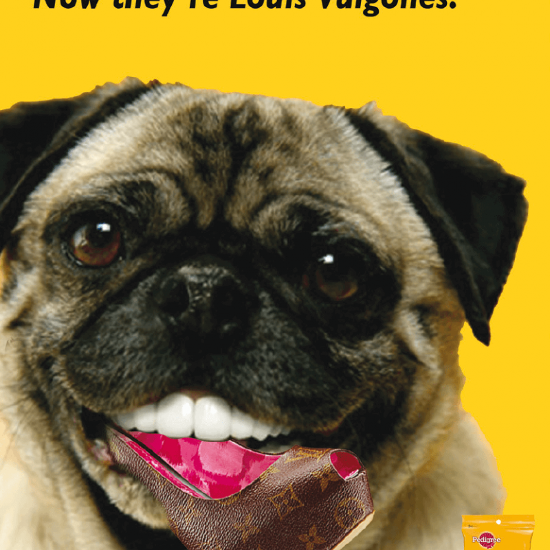 Poster image of a Pug with a Louis Vuitton shoe in its mouth