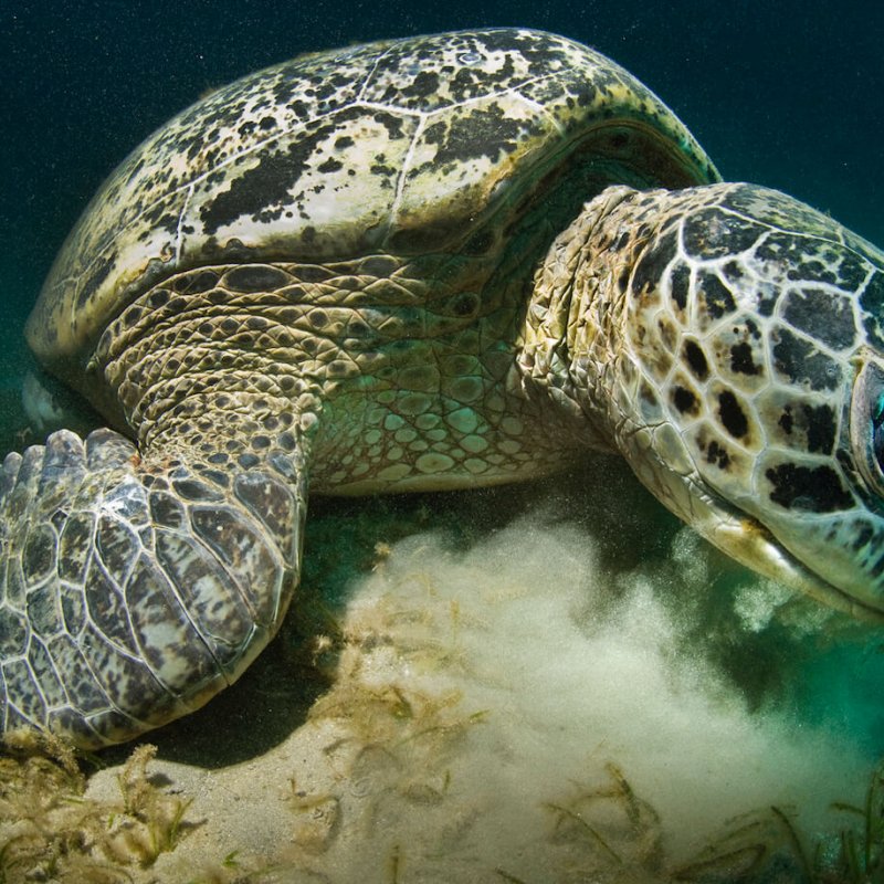 Turtle lying on seabed.