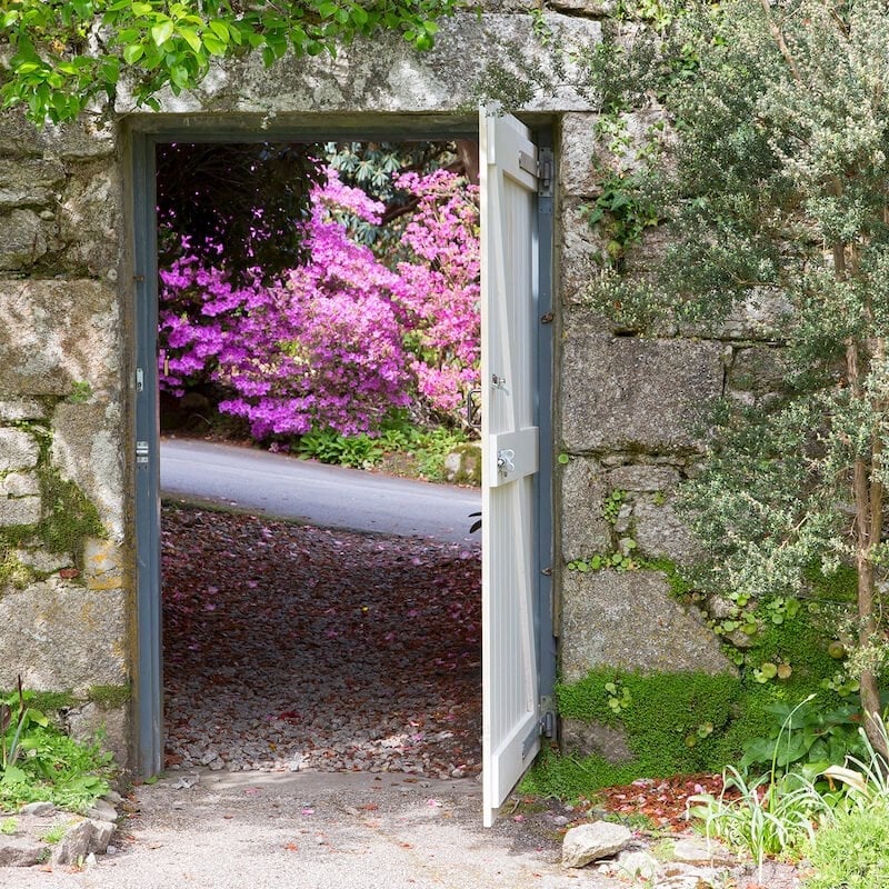Looking through a gate with pink flowers.