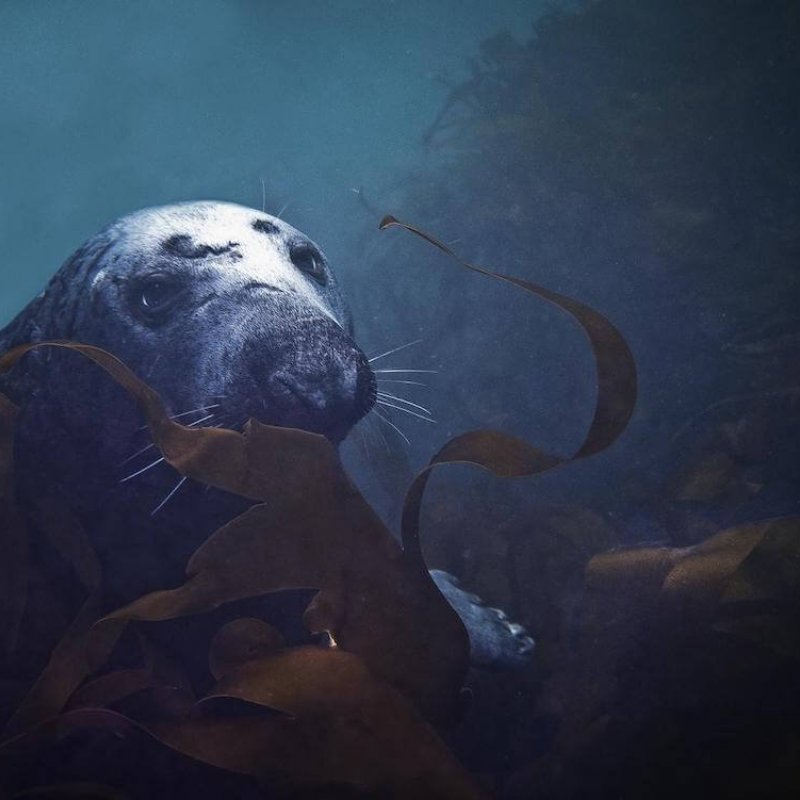 Grey Seal underwater with seaweed
