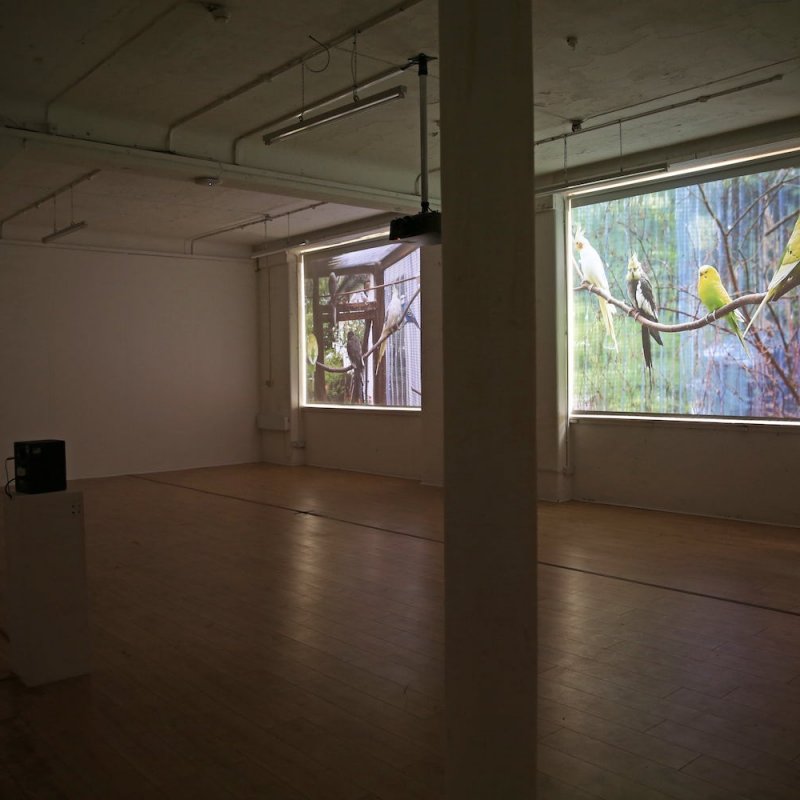 Gallery space with projections of birds