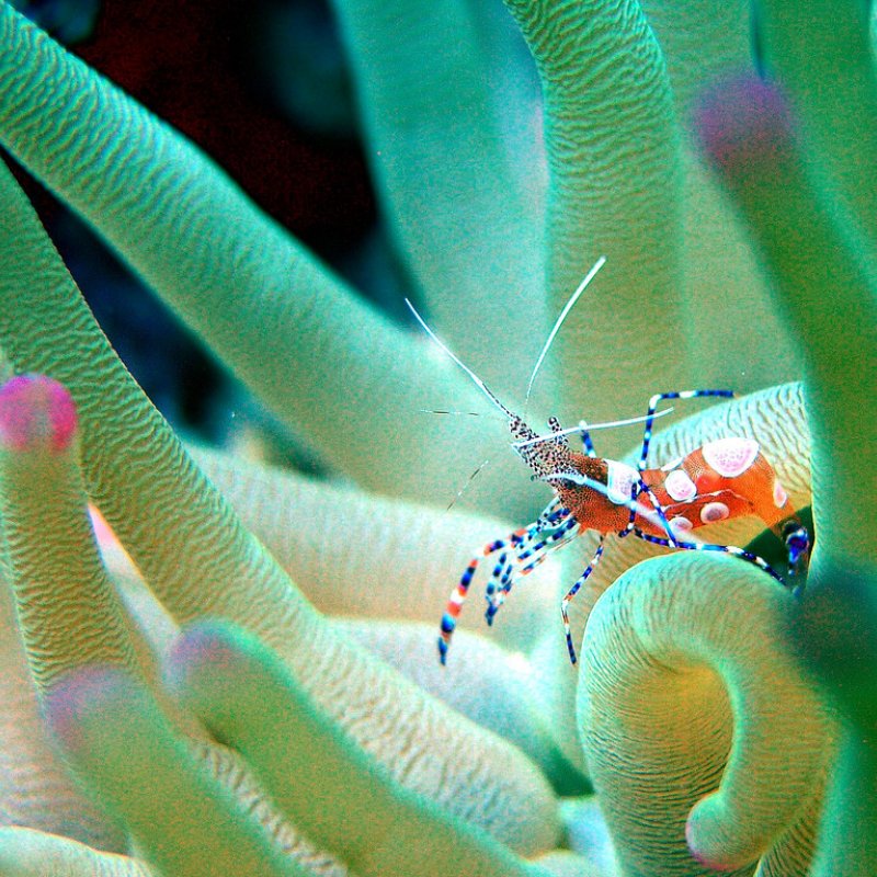 A crab amongst sea anemones