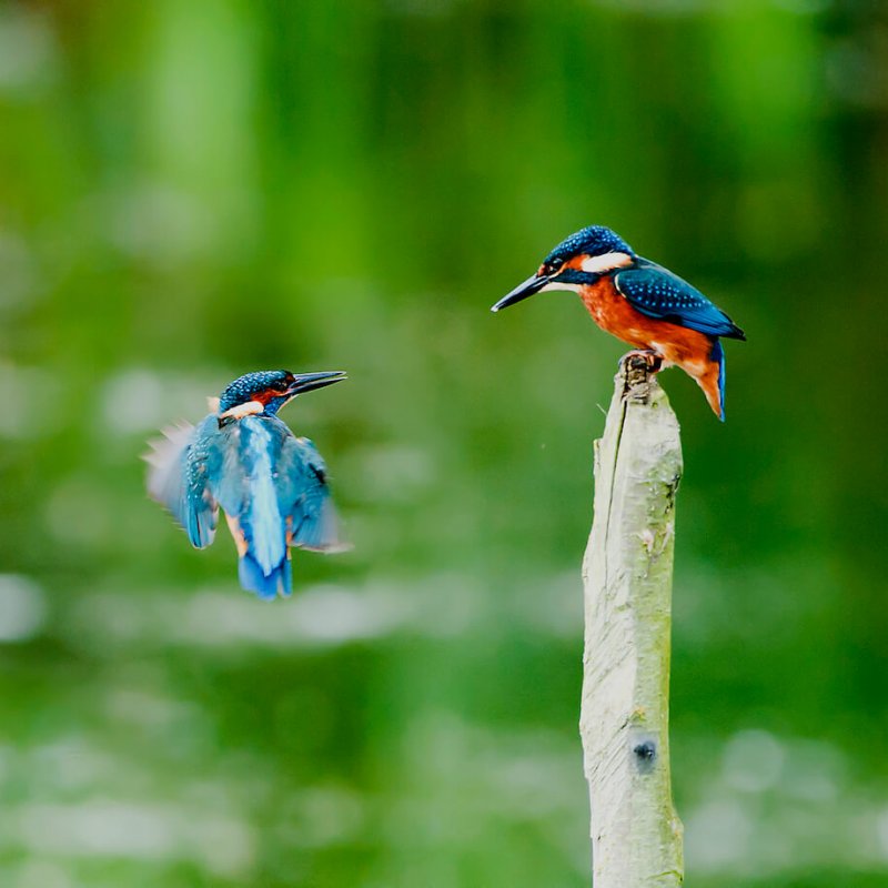 Kingfisher mid flight looking towards a kingfisher sat on a branch.