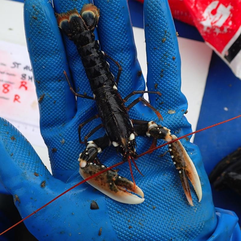 A lobster in a a gloved hand