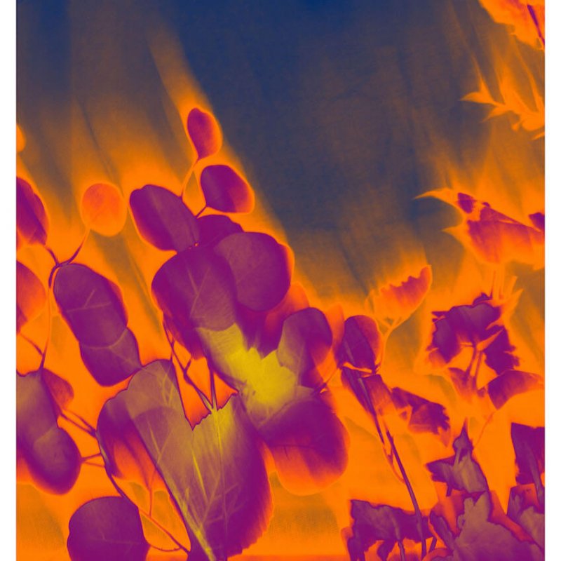 Abstract purple flowers with a blurry orange glow.