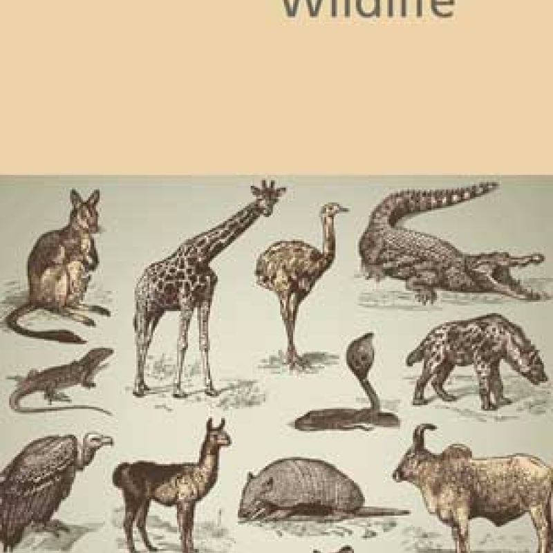 Illustration of wild animals