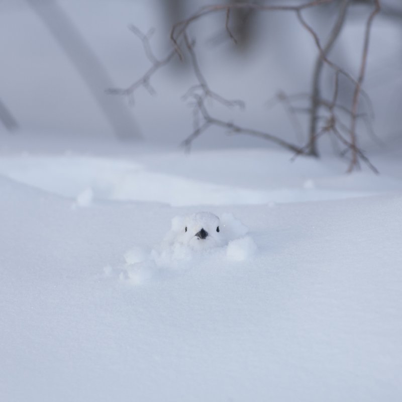 Bird's head popping out of a snow covered ground, all white with black beak and eyes.