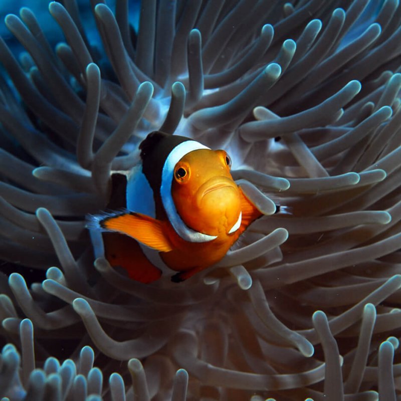Close up of a clownfish with downturned mouth resting on a blue fingered anemone.