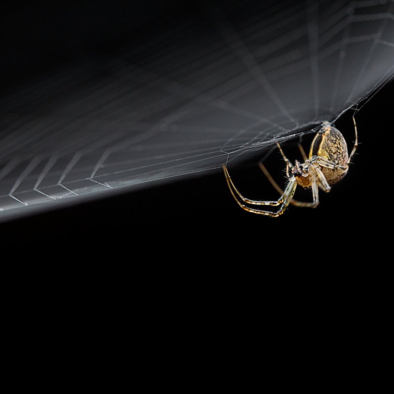Close up of spider on a web