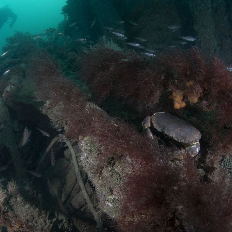 Shipwreck Shelter by Shannon Moran