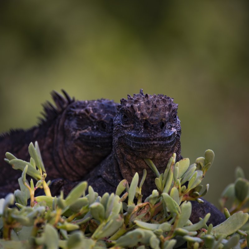 Galapagos Iguana