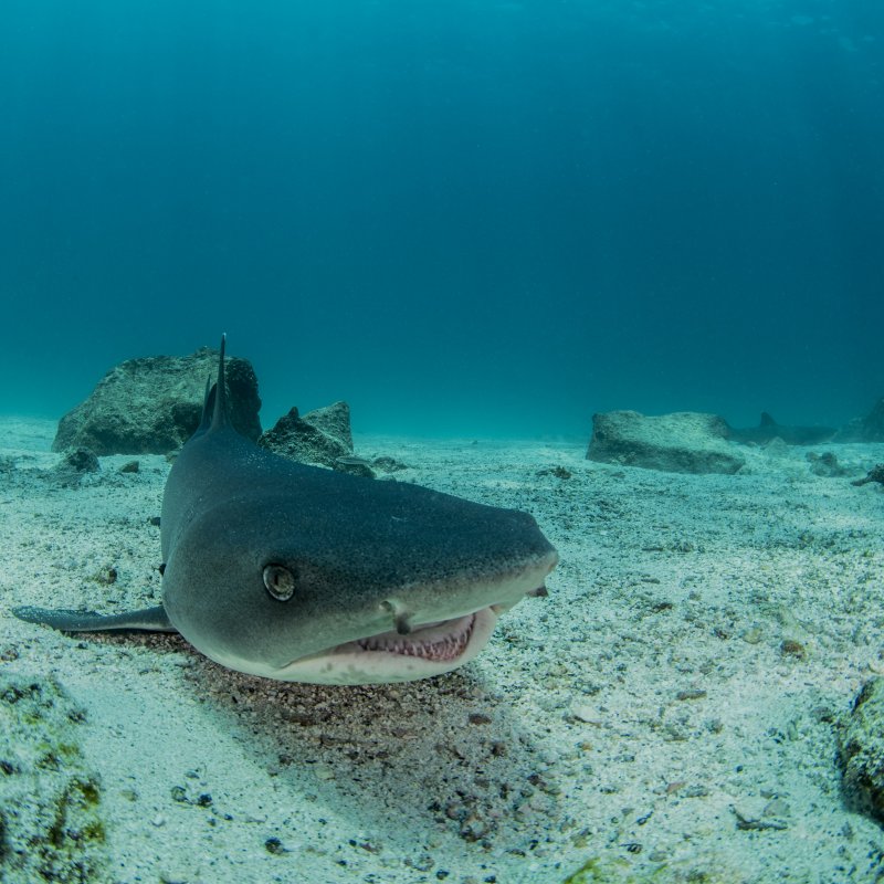 Shark in the Galapagos