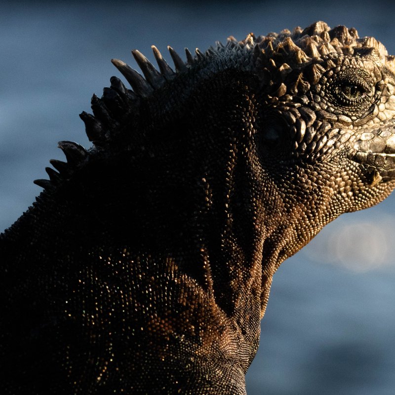 Marine Iguana in Galapagos