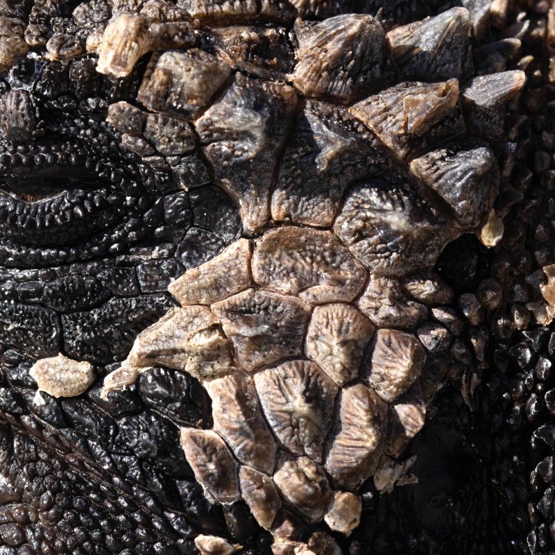 Close up of Marine Iguana in Galapagos