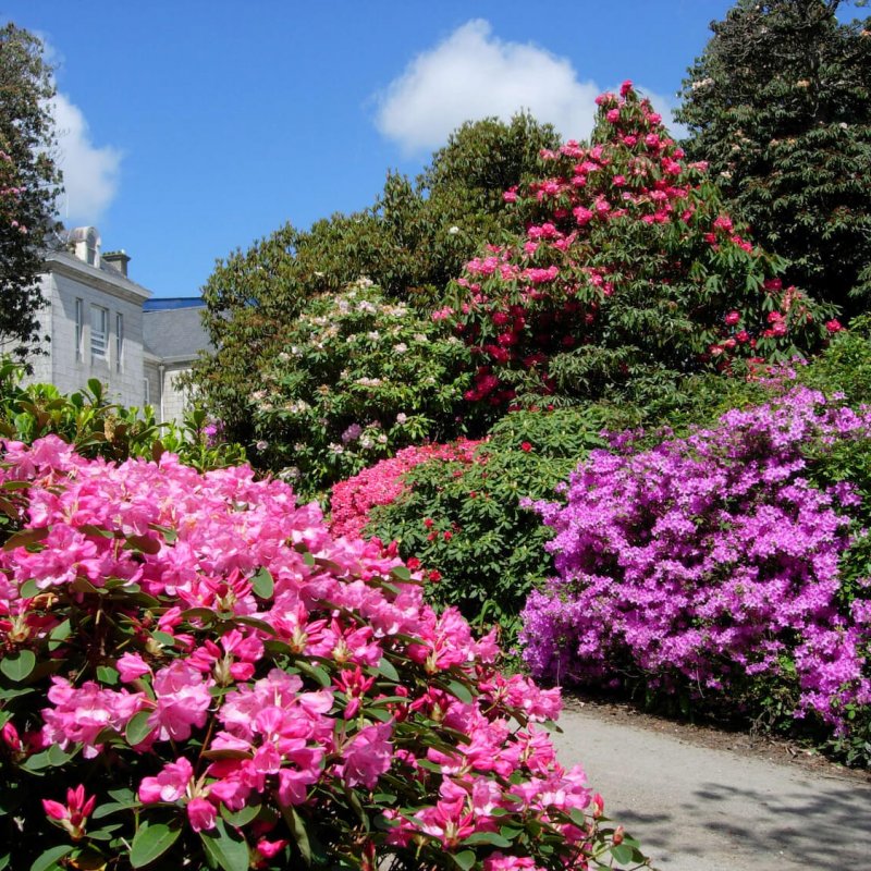 Penryn Campus gardens with colourful azalea and rhododendron plants