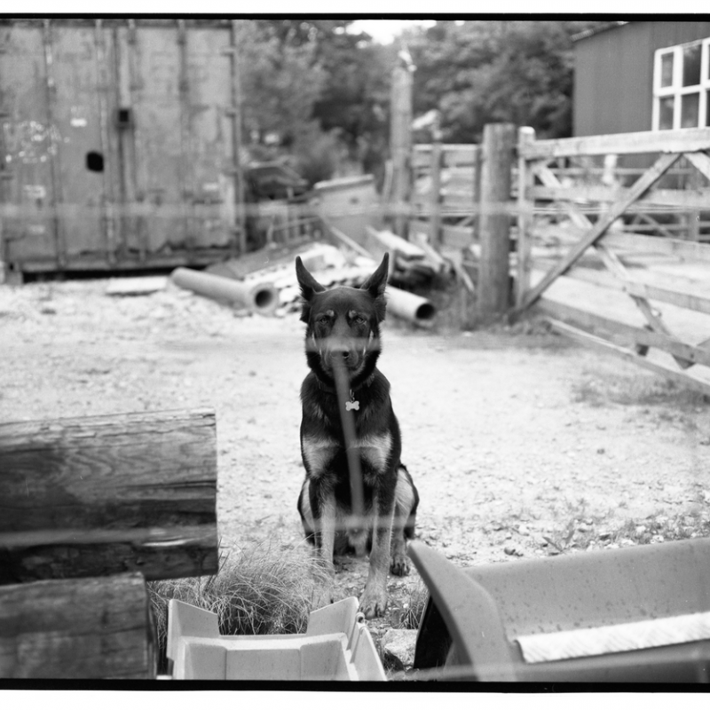 Black and white photo of a german shepherd dog outside