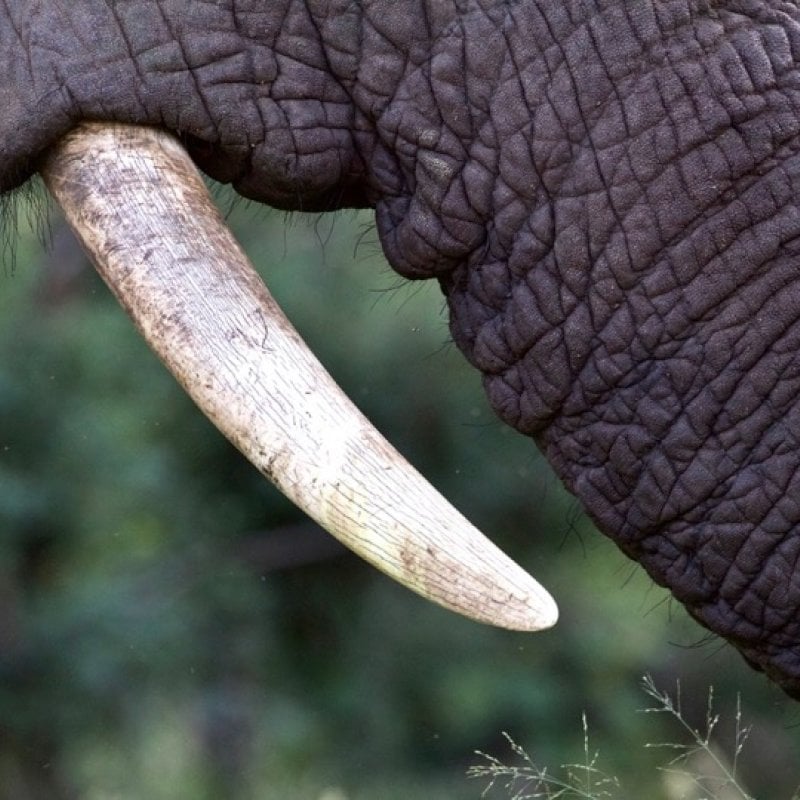Close up of a tusk