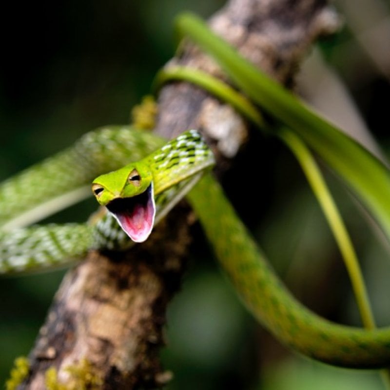 Snake wrapped around a branch