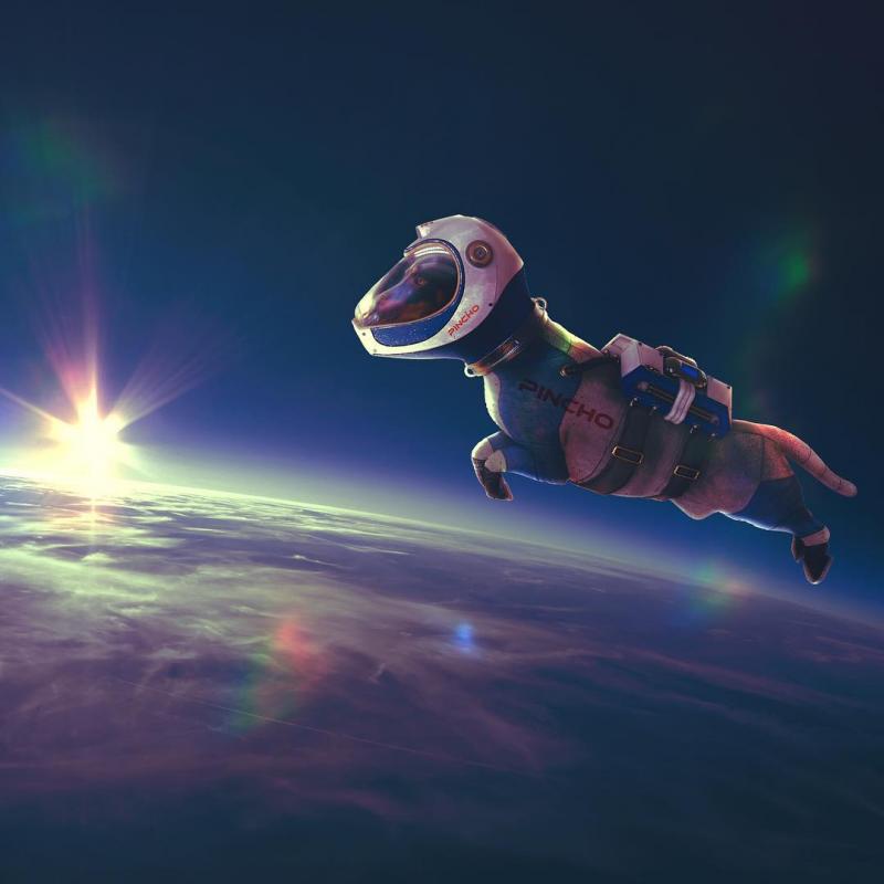 A dachshund floats through space