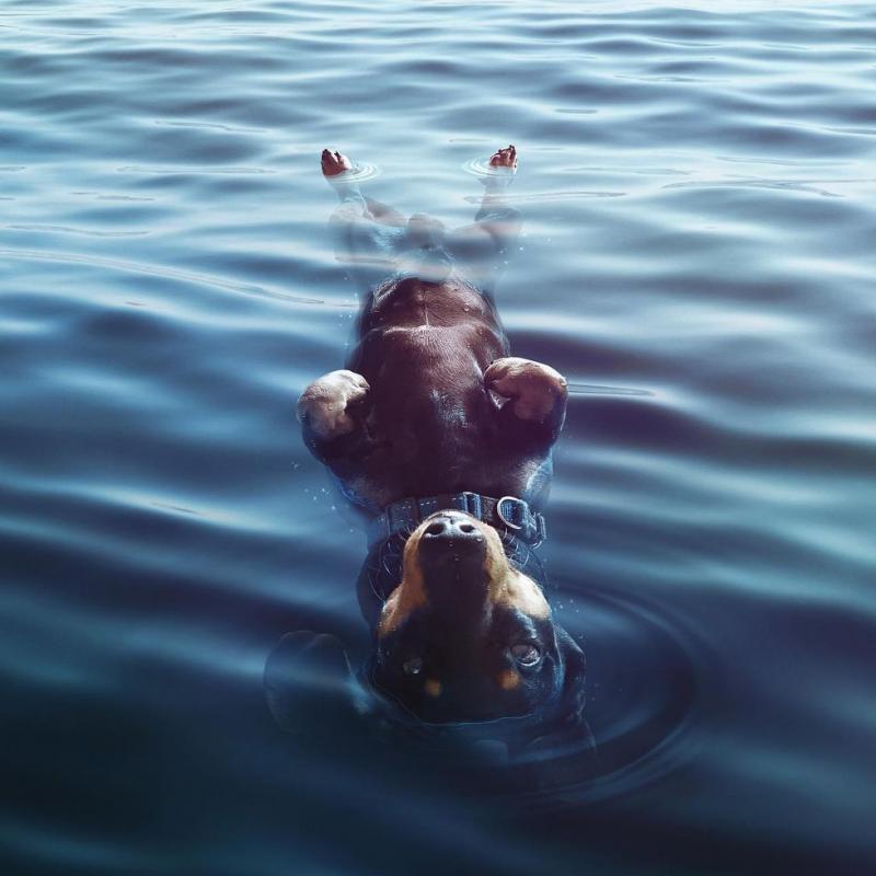 A dachshund floats in the ocean, belly up