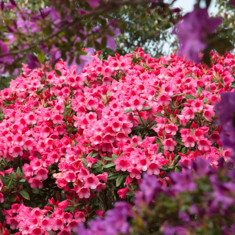 Pink Rhododendrons