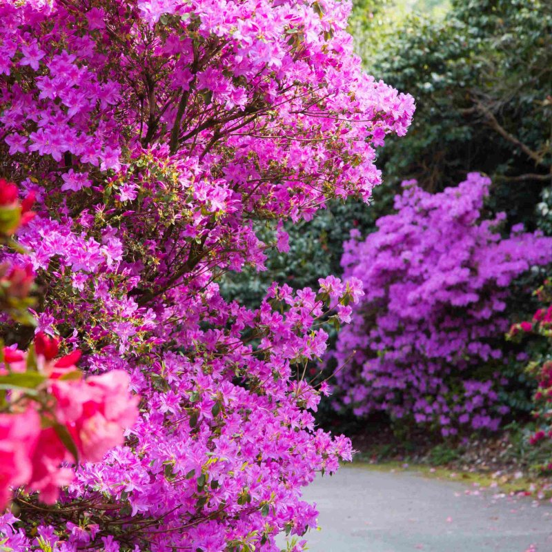 Purple Rhododendrons