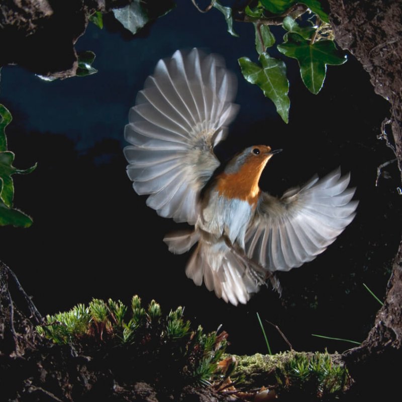 Robin mid flight with wings spread.