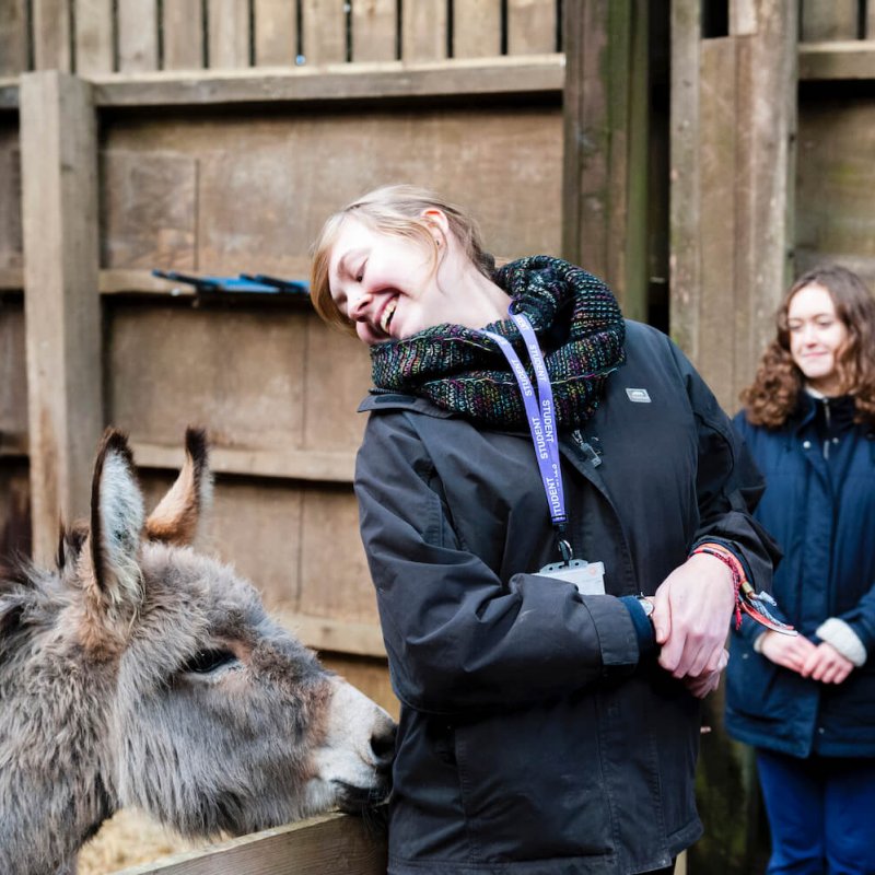 Donkey nudging Falmouth University student with its nose
