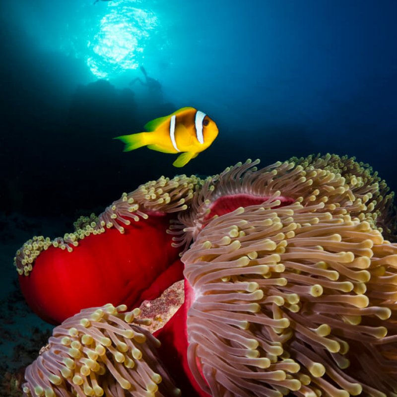 Clown fish and sea anemone in the foreground, divers and bright blue light in distance.