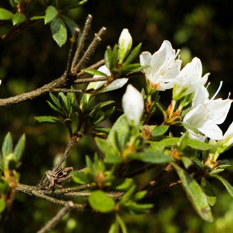 White Rhododendrons