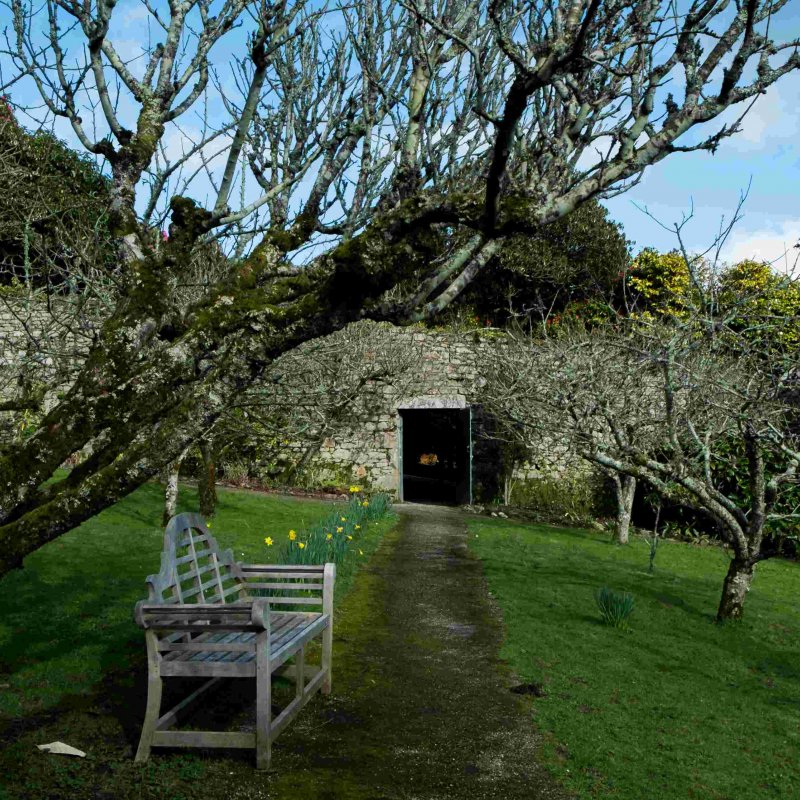 A bare apple tree sits in the foreground with daffodils appearing around it