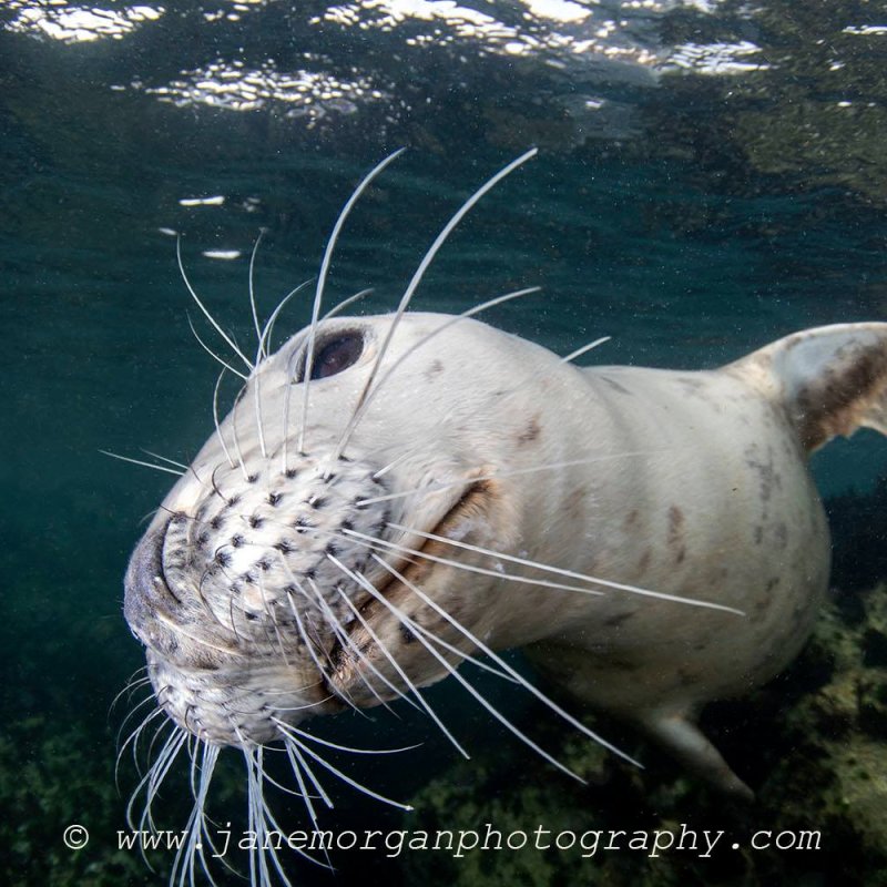 Jane Morgan Isles of Scilly diving shot