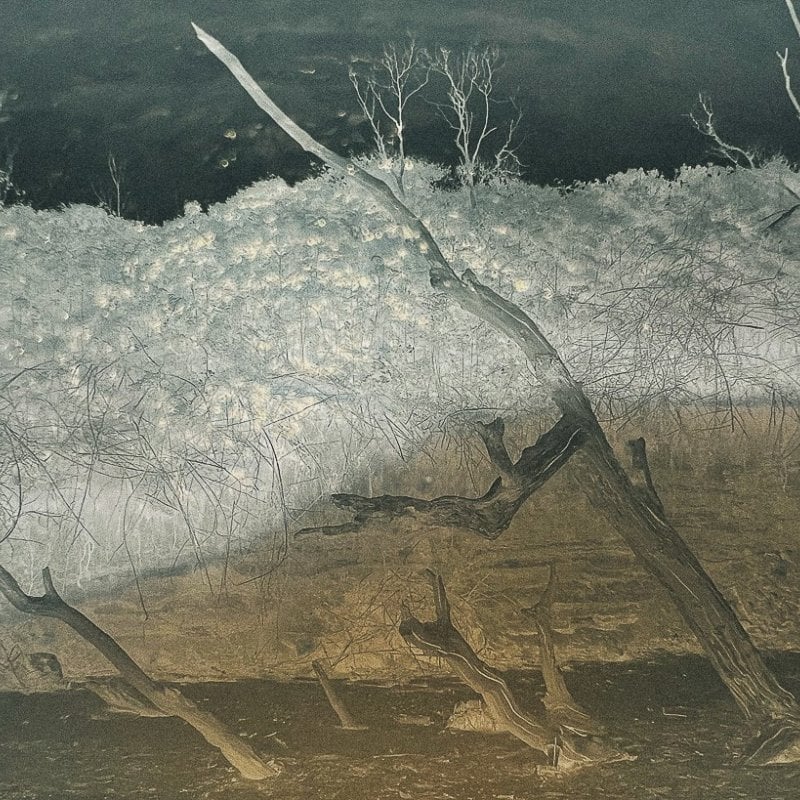 A negative photo of trees on a bank