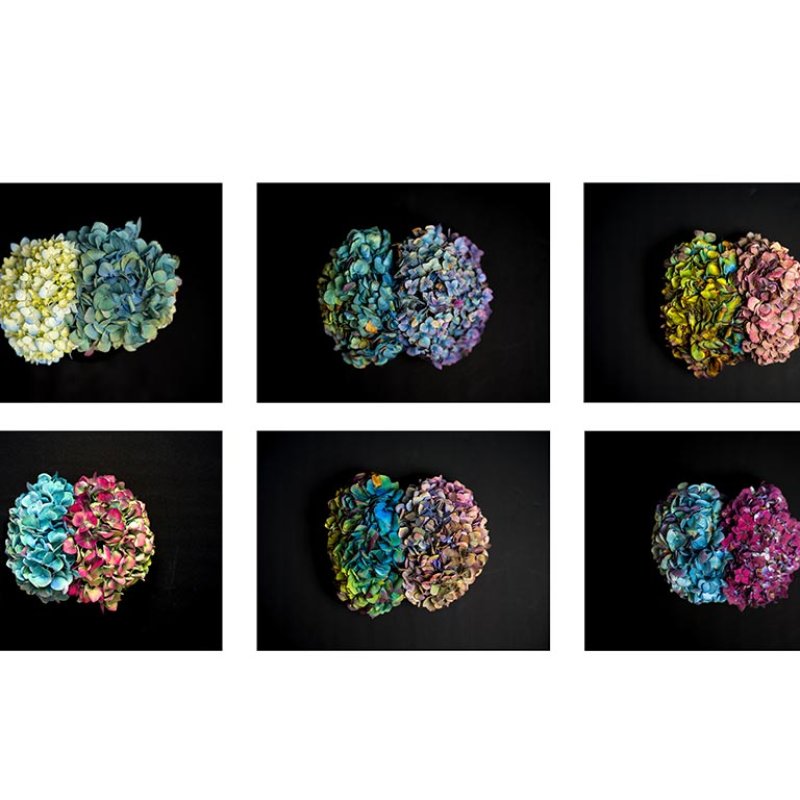 Six images of a hydrangea flower on a black background 